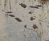 airboat tours